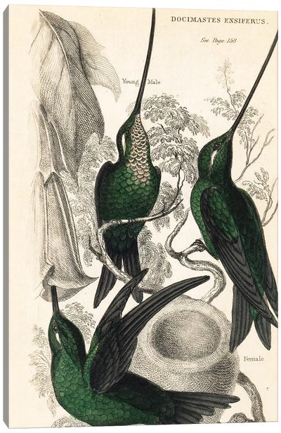 Sword-billed Hummingbird (Ensifera ensifera), Male, Female And Young Male Canvas Art Print