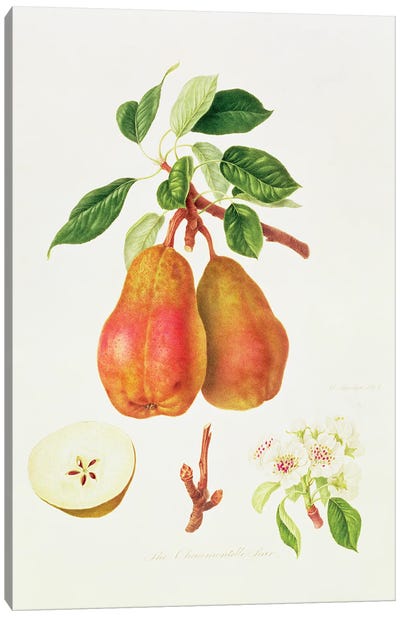 The Chaumontelle Pear, 1818  Canvas Art Print