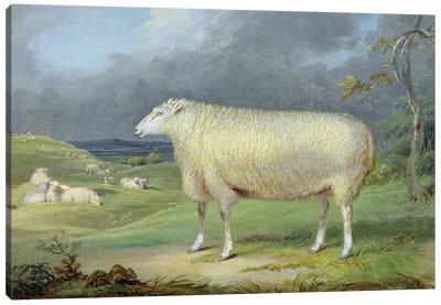 A Border Leicester Ewe Canvas Art Print - James Ward