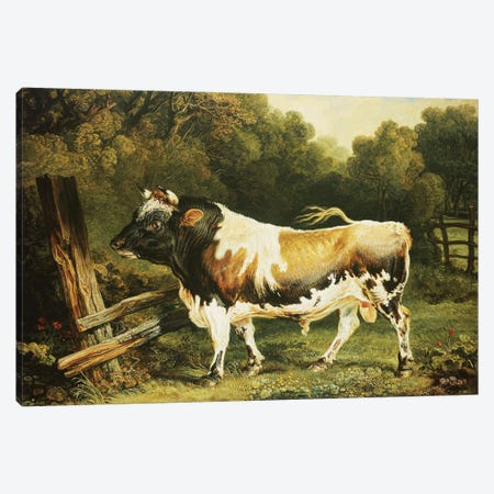 A Bull Of The Alderney Breed Canvas Print #BMN11094} by James Ward Canvas Wall Art