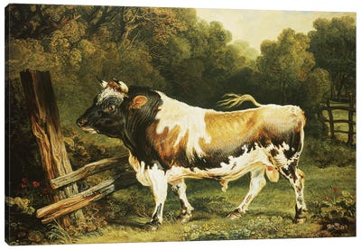 A Bull Of The Alderney Breed Canvas Art Print - James Ward