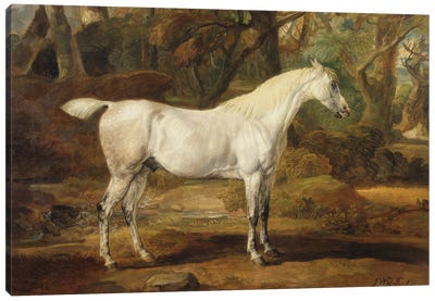 A Grey Arabian Stallion, The Property Of Sir Watkin Williams-Wynn, C.1815-20 Canvas Art Print - James Ward