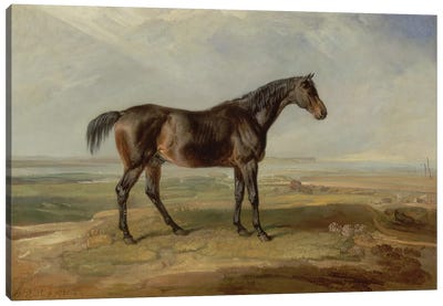 Dr. Syntax, A Bay Racehorse, Standing In A Coastal Landscape, An Estuary Beyond Canvas Art Print
