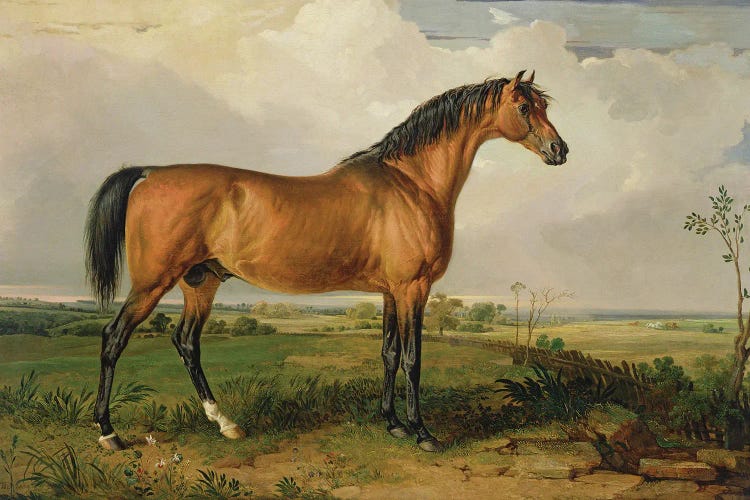 Eagle, A Celebrated Stallion