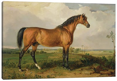 Eagle, A Celebrated Stallion Canvas Art Print