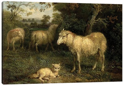 Landscape With Sheep Canvas Art Print - James Ward