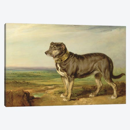 Portrait Of `Vic', A Spanish Bloodhound, C.1818-20 Canvas Print #BMN11138} by James Ward Canvas Artwork