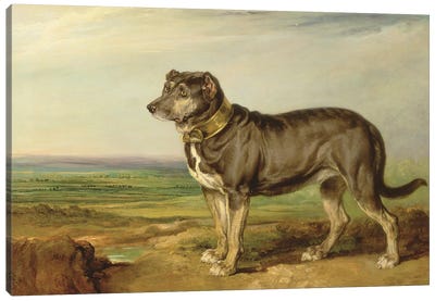 Portrait Of `Vic', A Spanish Bloodhound, C.1818-20 Canvas Art Print - Bloodhounds