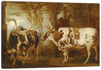 Portraits Of Two Extraordinary Oxen, The Property Of The Earl Of Powis, 1814 Canvas Art Print