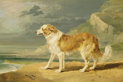 Rough-Coated Collie, 1809 by James Ward framed wall art