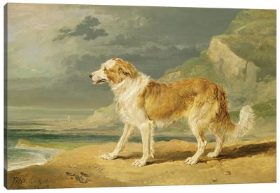 Rough-Coated Collie, 1809 Canvas Art Print - James Ward