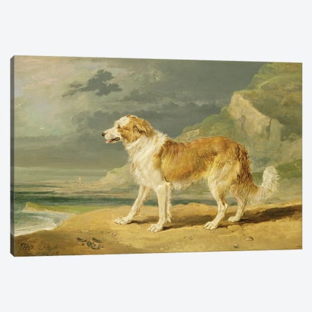 Rough-Coated Collie, 1809 Canvas Print #BMN11145} by James Ward Canvas Artwork