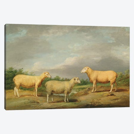 Ryelands Sheep, The King's Ram, The King's Ewe And Lord Somerville's Wether, C.1801-07 Canvas Print #BMN11146} by James Ward Canvas Wall Art