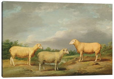 Ryelands Sheep, The King's Ram, The King's Ewe And Lord Somerville's Wether, C.1801-07 Canvas Art Print - James Ward