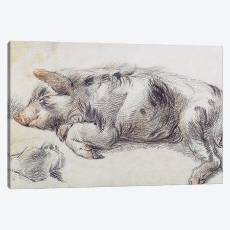 Sleeping Pig Canvas Print #BMN11154} by James Ward Canvas Art Print
