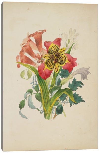 Bouquet Of Trumpet Vine (Illustration From Flora's Dictionary), 1838 Canvas Art Print