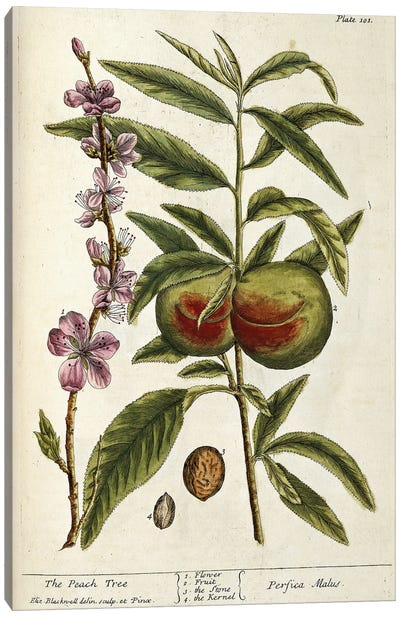 The Peach Tree - Perfica Malus (Plate 101 From A Curious Herbal), 1739 Canvas Art Print