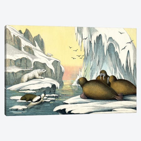 Animals Of The Arctic Regions, 1860 Canvas Print #BMN11272} by English School Canvas Art Print