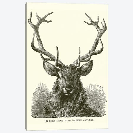 Deer Head With Mature Antlers (Illustration From Chapter XII Of Ridpath's With The World's People), 1912 Canvas Print #BMN11274} by English School Canvas Art