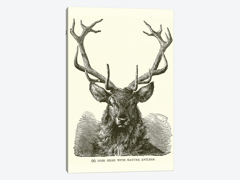 Deer Head With Mature Antlers (Illustration From Chapter XII Of Ridpath's With The World's People), 1912 1-piece Canvas Art