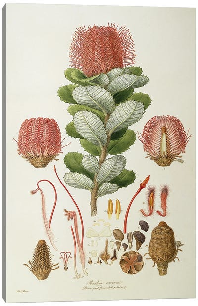 Banksia Coccinea, Illustrationes Florae Novaie Hollandiae, 1813 Canvas Art Print