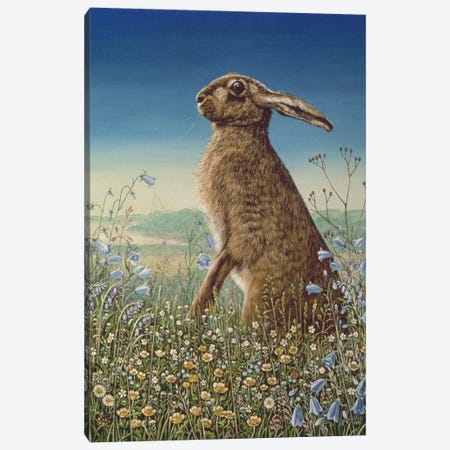 Hare, 1984 Canvas Print #BMN11384} by Frances Broomfield Canvas Art