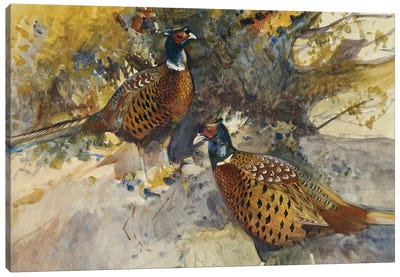 Cock Pheasants Under A Beech Tree Canvas Art Print - Pheasant Art