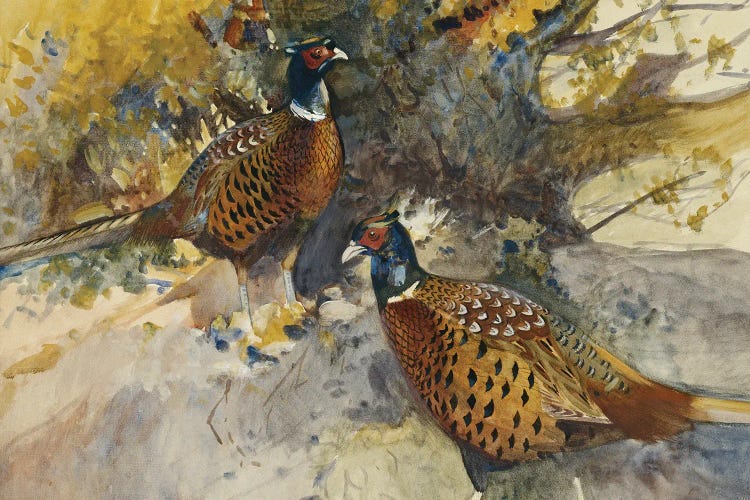 Cock Pheasants Under A Beech Tree