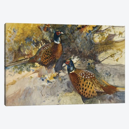 Cock Pheasants Under A Beech Tree Canvas Print #BMN11452} by Frank Southgate Canvas Print