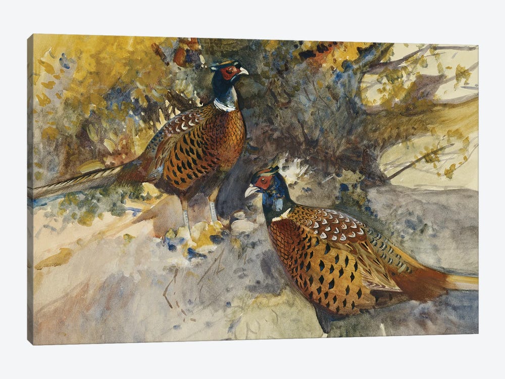 Cock Pheasants Under A Beech Tree by Frank Southgate 1-piece Canvas Artwork