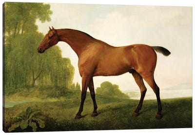 A Bay Thoroughbred In A Landscape, 1801 Canvas Art Print
