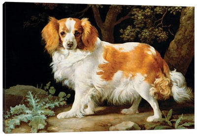 A Liver And White King Charles Spaniel In A Wooded Landscape, 1776 Canvas Art Print - Cavalier King Charles Spaniel Art