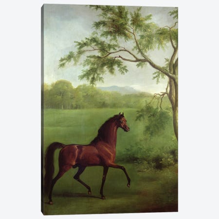 An Arabian Stallion Beneath A Tree, c.1761-63 Canvas Print #BMN11559} by George Stubbs Canvas Artwork