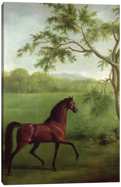 An Arabian Stallion Beneath A Tree, c.1761-63 Canvas Art Print