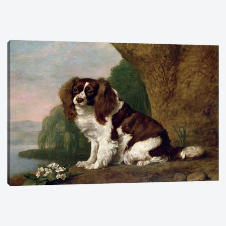 Fanny, A Brown And White Spaniel, 1778 Canvas Print #BMN11562} by George Stubbs Canvas Print