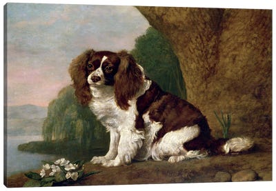 Fanny, A Brown And White Spaniel, 1778 Canvas Art Print - George Stubbs