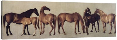 Mares And Foals Without A Background, c.1762 Canvas Art Print