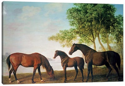 Shafto Mares And A Foal Canvas Art Print - George Stubbs