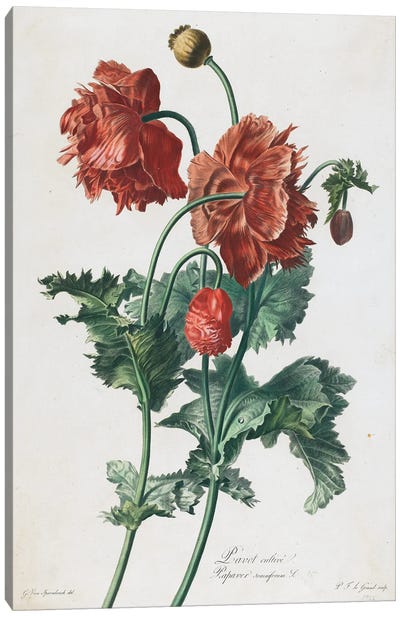 Cultivated Poppy (Illustration From Fleurs Dessinees d'Apres Nature), c.1800 Canvas Art Print - Botanical Illustrations