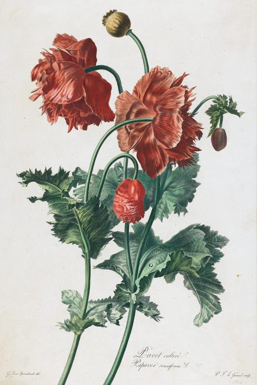 Cultivated Poppy (Illustration From Fleurs Dessinees d'Apres Nature), c.1800 by Gerard van Spaendonck wall art