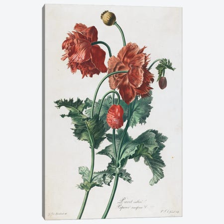 Cultivated Poppy (Illustration From Fleurs Dessinees d'Apres Nature), c.1800 Canvas Print #BMN11581} by Gerard van Spaendonck Art Print