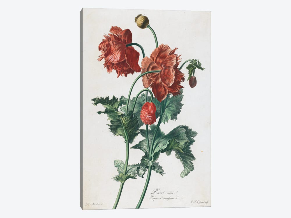 Cultivated Poppy (Illustration From Fleurs Dessinees d'Apres Nature), c.1800 by Gerard van Spaendonck 1-piece Art Print
