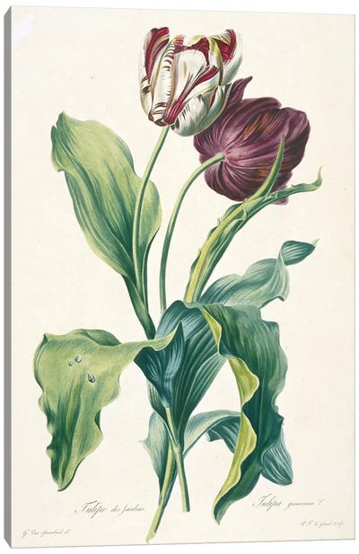 Tulip Of The Gardens (Illustration From Fleurs Dessinees d'Apres Nature), c.1800 Canvas Art Print