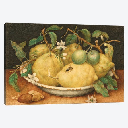 Still Life With Bowl Of Citrons, c.1640-49 Canvas Print #BMN11614} by Giovanna Garzoni Canvas Artwork