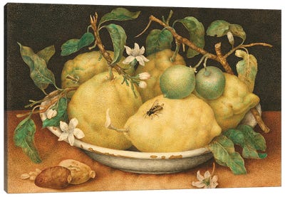 Still Life With Bowl Of Citrons, c.1640-49 Canvas Art Print
