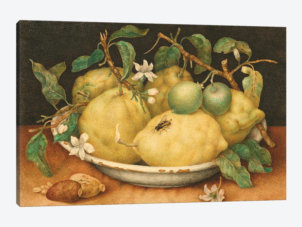Still Life With Bowl Of Citrons, c.1640-49 by Giovanna Garzoni 1-piece Art Print