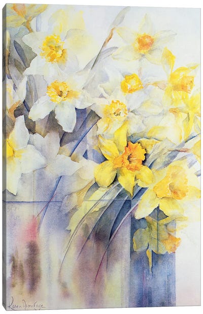 Mixed Daffodils In A Tank Canvas Art Print