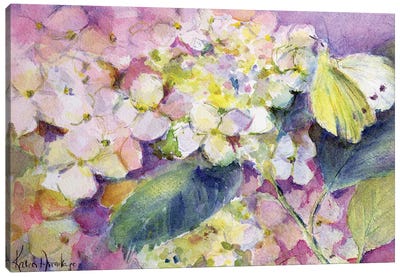 Pale Clouded Yellow Butterfly (Colias Hyale) On Hydrangea Canvas Art Print - Hydrangea Art