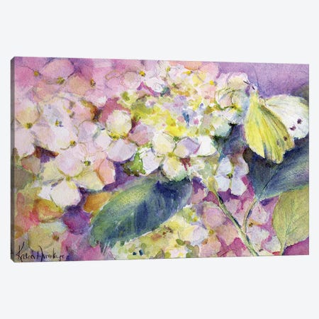 Pale Clouded Yellow Butterfly (Colias Hyale) On Hydrangea Canvas Print #BMN11676} by Karen Armitage Canvas Art