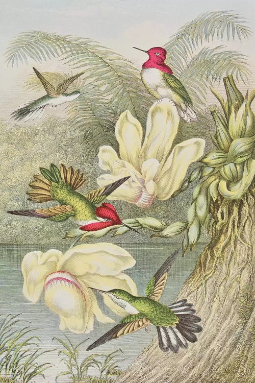 Humming birds among tropical flowers 